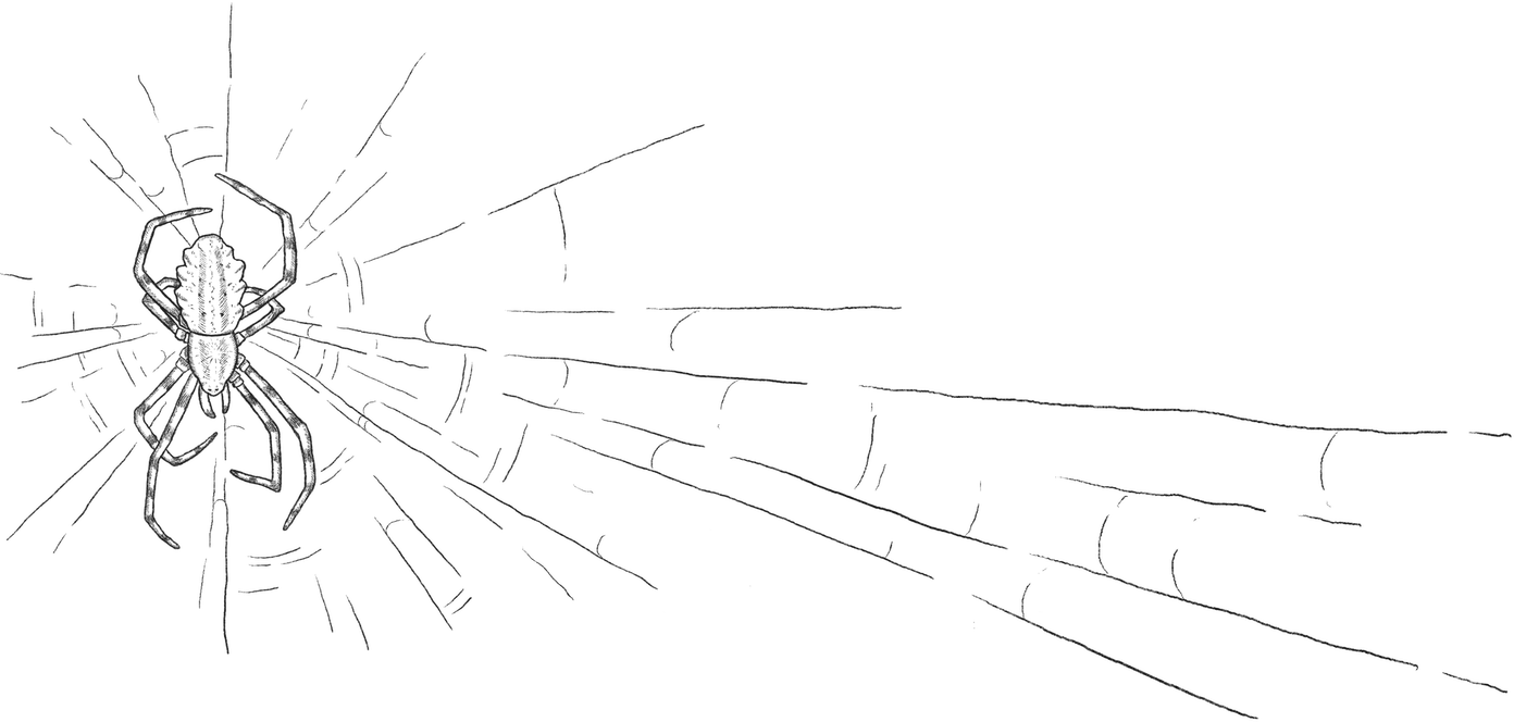 spider illustration
