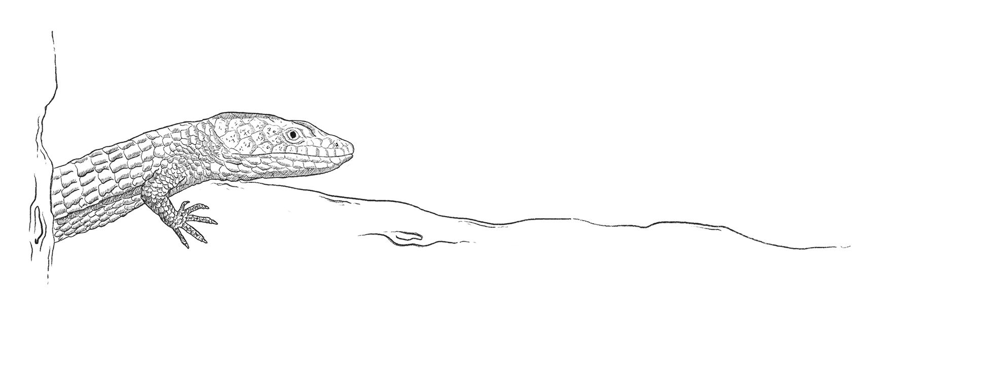 lizard illustration