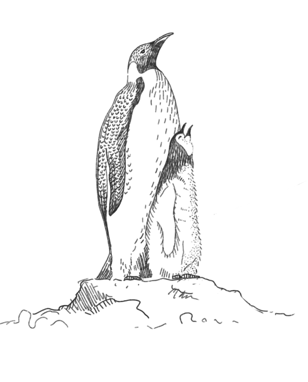 penguin illustration